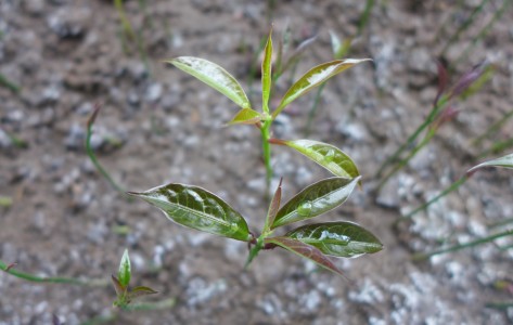 Aniba sp.