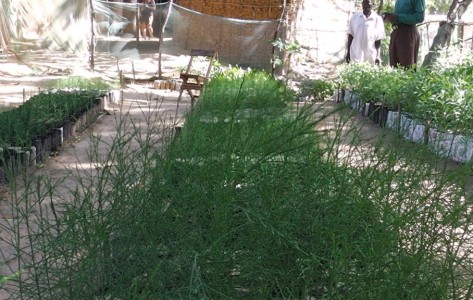 Casuarina equisetifolia