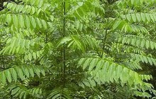 Cedrela odorata