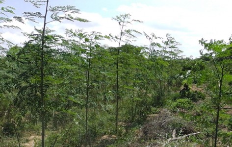Moringa oleifera